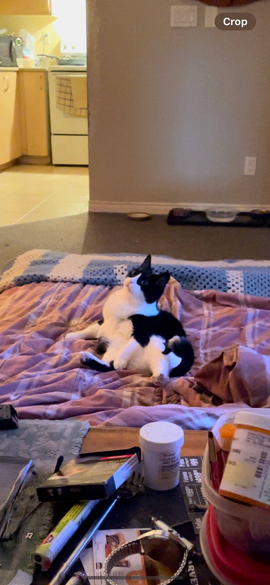 Gunner is registered to the contest to win money with this photo: bed_sheet, canidae, carnivore, cat, comfort, domestic_short_haired_cat, felidae, flooring, fur, hardwood, laminate_flooring, linens, office_supplies, room, small_to_medium_sized_cats, tail, textile, whiskers, wood, wood_flooring