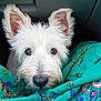 dog, white_dog, pet, animal, ears, fur, nose, eyes, face, close_up, car_interior, fabric, pattern, green, floral, textile, cute, curious, companion, domestic