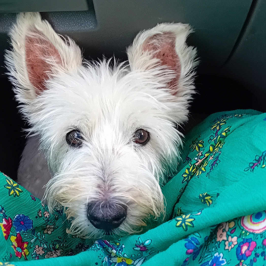Archie joined the competition — help win amazing prizes! animal, car_interior, close_up, companion, curious, cute, dog, domestic, ears, eyes, fabric, face, floral, fur, green, nose, pattern, pet, textile, white_dog