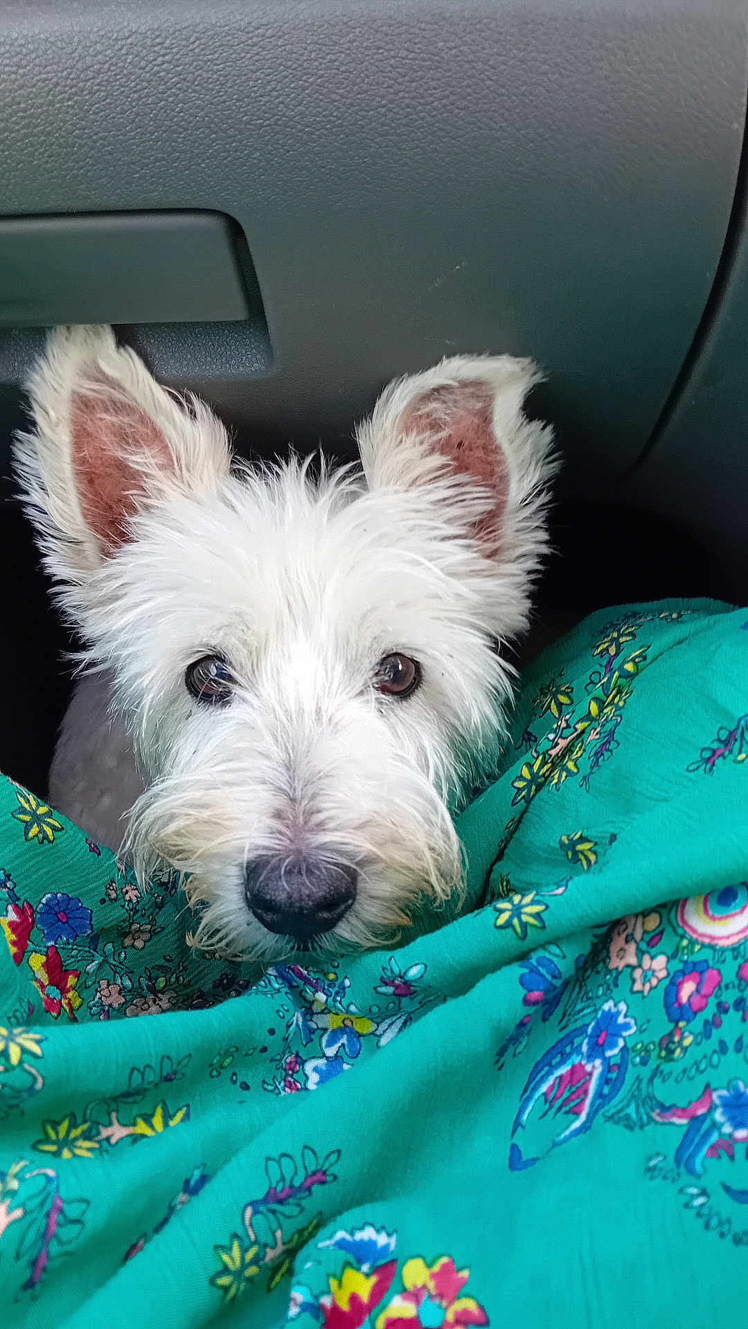 Archie joined the competition — help win amazing prizes! dog, white_dog, pet, animal, ears, fur, nose, eyes, face, close_up, car_interior, fabric, pattern, green, floral, textile, cute, curious, companion, domestic