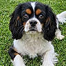 Bounty participe au concours pour gagner de l'argent avec cette photo : dog, puppy, cavalier_king_charles_spaniel, grass, outdoor, pet, animal, lying_down, fur, black, white, brown, cute, portrait, eyes, ears, whiskers, nature, close_up, friendly
