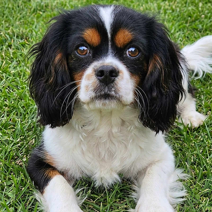 Bounty participe au concours pour gagner de l'argent avec cette photo : dog, puppy, cavalier_king_charles_spaniel, grass, outdoor, pet, animal, lying_down, fur, black, white, brown, cute, portrait, eyes, ears, whiskers, nature, close_up, friendly