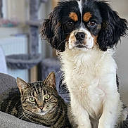 Bounty a rejoint le concours — aidez-le/la à gagner de superbes lots ! dog, puppy, cavalier_king_charles_spaniel, cat, tabby_cat, pet, animal, indoor, couch, furniture, relaxed, curious, fur, whiskers, ears, eyes, sitting, companion, domestic, cozy