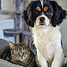 dog, puppy, cavalier_king_charles_spaniel, cat, tabby_cat, pet, animal, indoor, couch, furniture, relaxed, curious, fur, whiskers, ears, eyes, sitting, companion, domestic, cozy