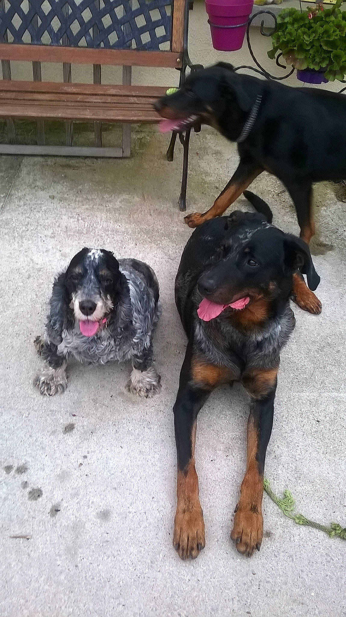 Alizée a rejoint le concours — aidez-le/la à gagner de superbes lots ! canidae, carnivore, dog, dog_breed, hunting_dog, mammal, rottweiler, sporting_group, vertebrate