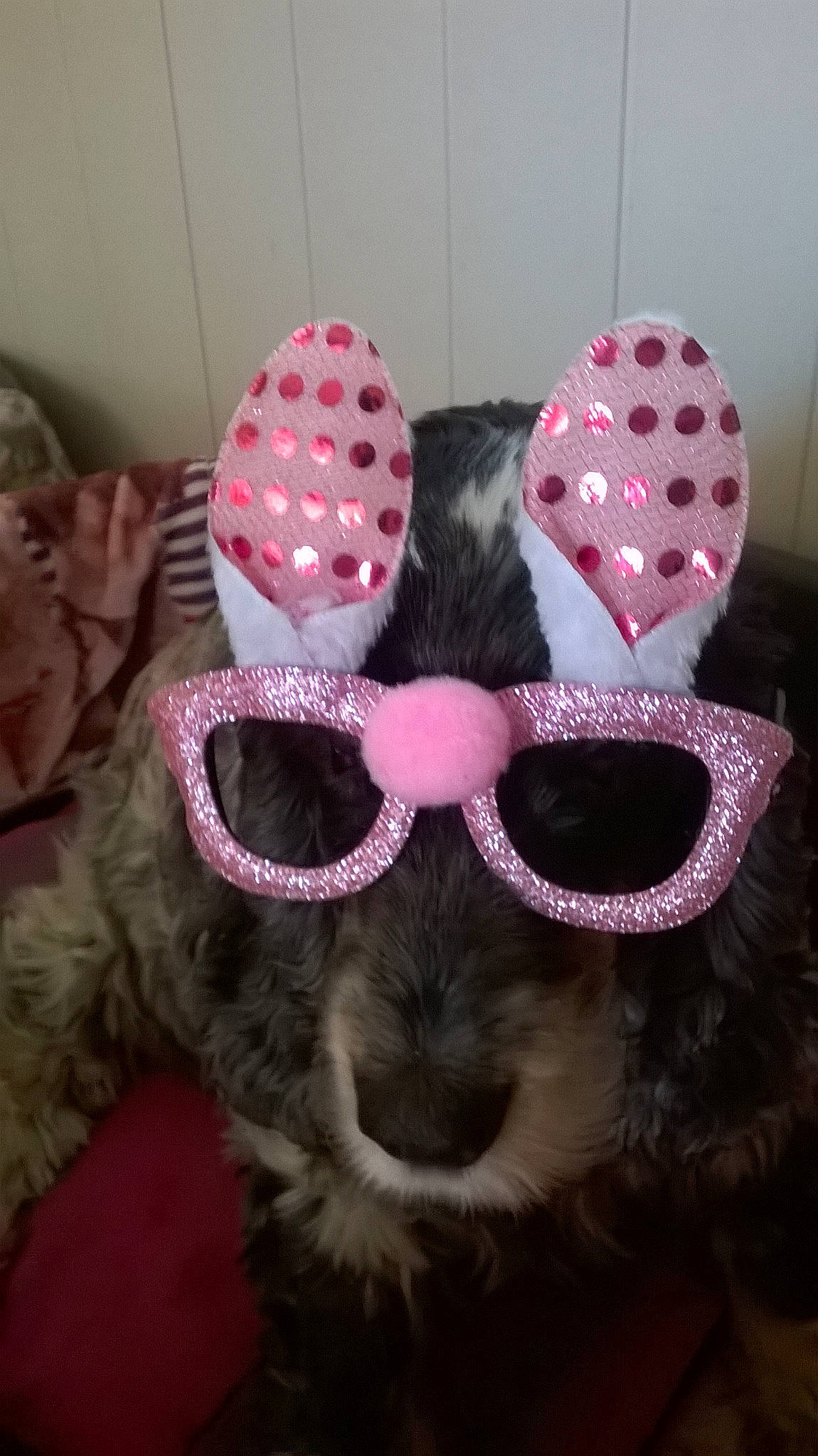 Alizée a rejoint le concours — aidez-le/la à gagner de superbes lots ! canidae, design, dog_breed, ear, eyewear, glasses, pattern, pink, polka_dot, puppy, sunglasses, vision_care