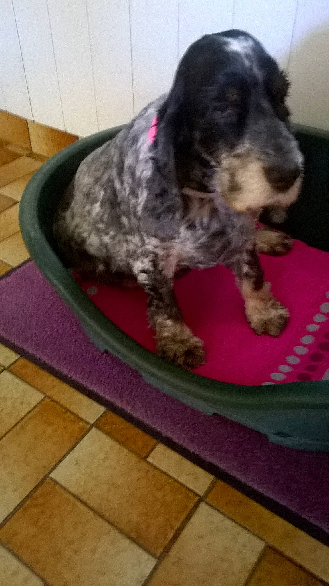 Alizée participe au concours pour gagner de l'argent avec cette photo : canidae, carnivore, cocker_spaniel, dog, dog_bed, dog_breed, mammal, russian_spaniel, spaniel, sporting_group, stichelhaar, vertebrate