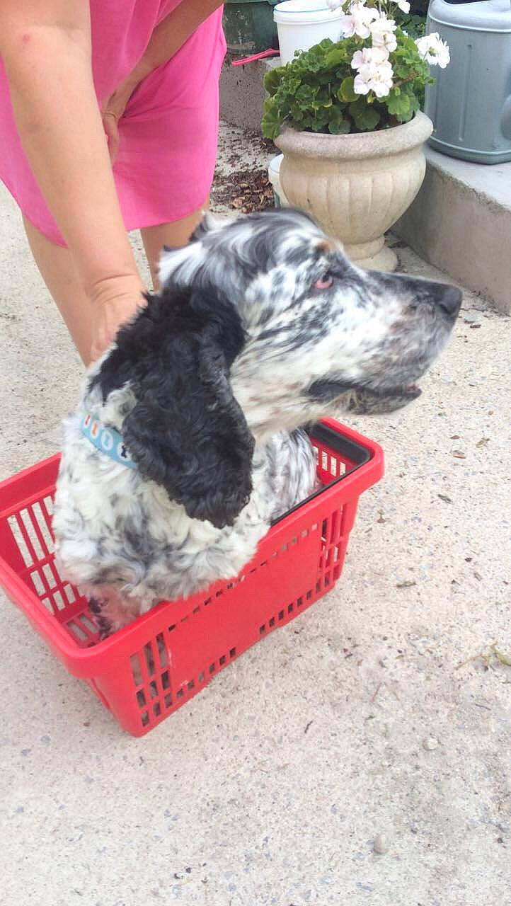 Elliot participe au concours pour gagner de l'argent avec cette photo : american_cocker_spaniel, canidae, carnivore, cocker_spaniel, dog, dog_breed, mammal, sporting_group