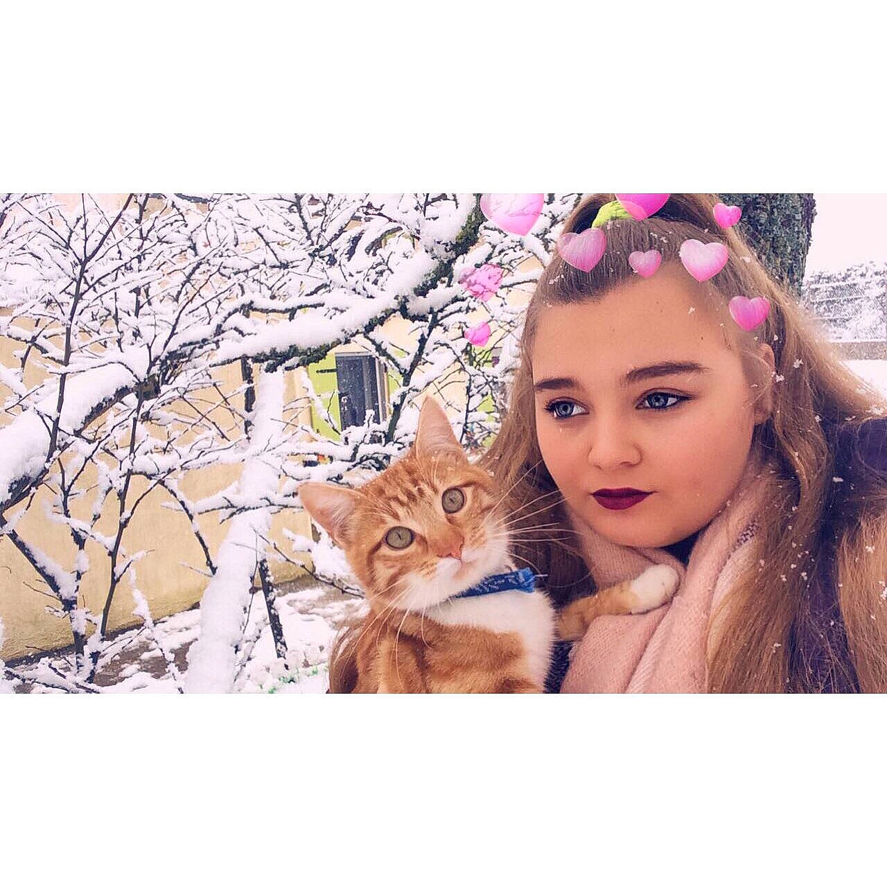 Curly a rejoint le concours — aidez-le/la à gagner de superbes lots ! beauty, blond, branch, cat, cheek, ear, eye, felidae, fur, hair, lip, long_hair, nose, person, skin, small_to_medium_sized_cats, snow, spring, tree, whiskers