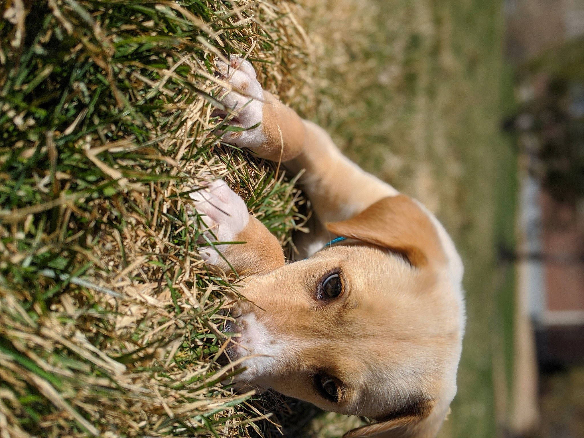 Oakley is registered to the contest to win money with this photo: canidae, carnivore, companion_dog, dog, dog_breed, fawn, grass, new_guinea_singing_dog, snout, wildlife