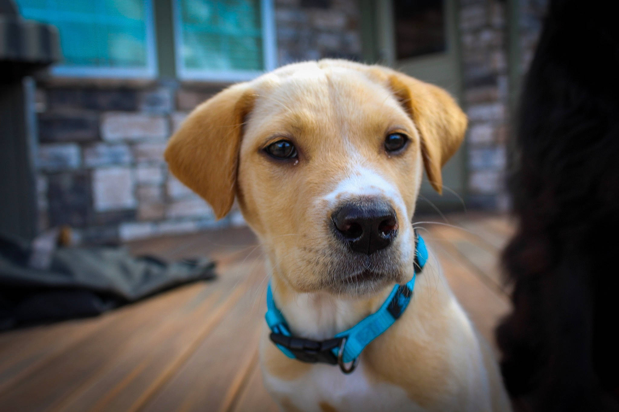 Oakley joined the competition — help win amazing prizes! beagador, canidae, carnivore, companion_dog, dog, dog_breed, eye, fawn, labrador_retriever, mammal, nose, potcake_dog, puppy, rare_breed_dog, retriever, snout, sporting_group, vertebrate, whiskers