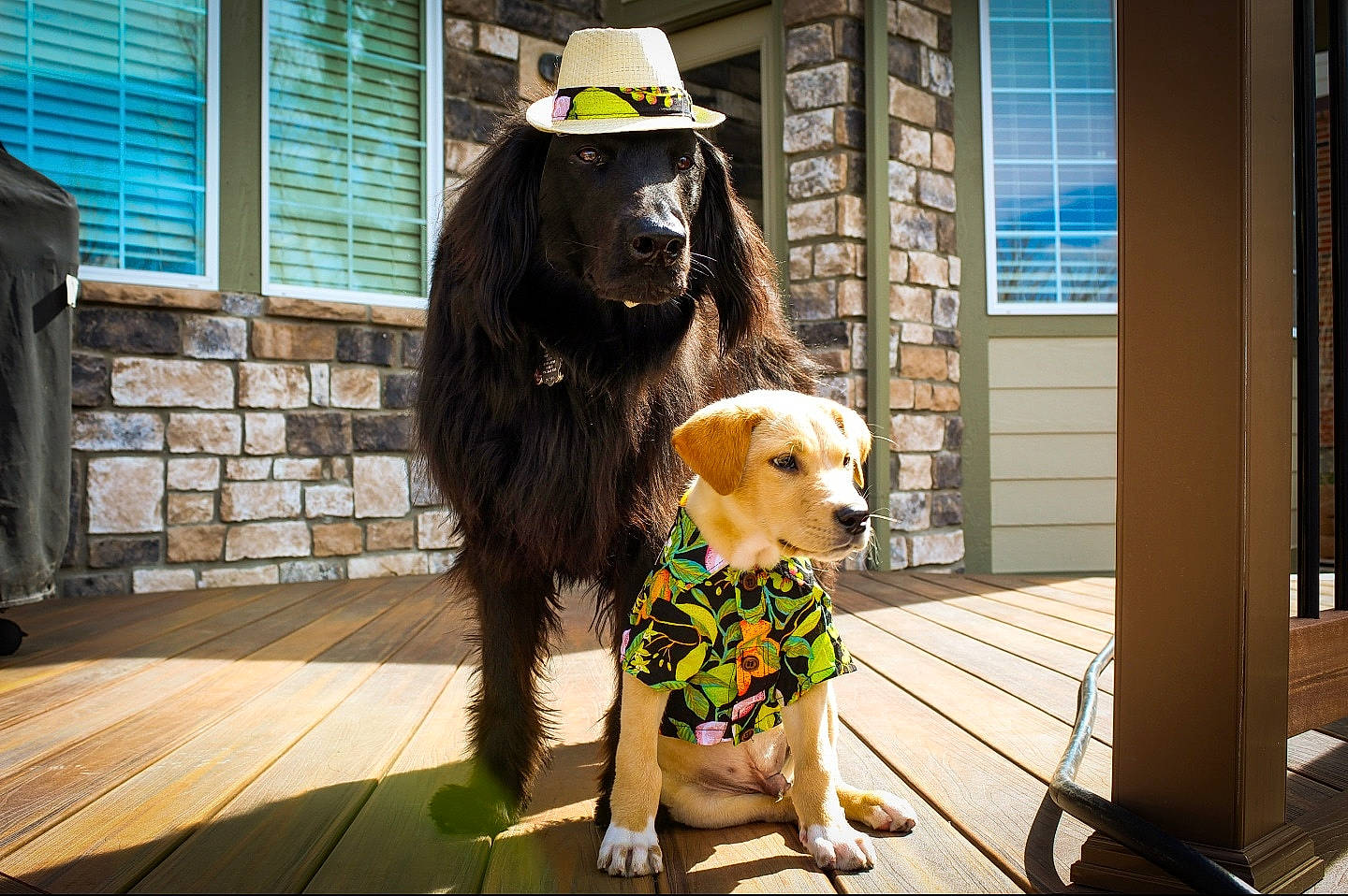 Oakley joined the competition — help win amazing prizes! canidae, carnivore, companion_dog, costume, dog, dog_breed, golden_retriever, guard_dog, retriever, snapshot, sporting_group