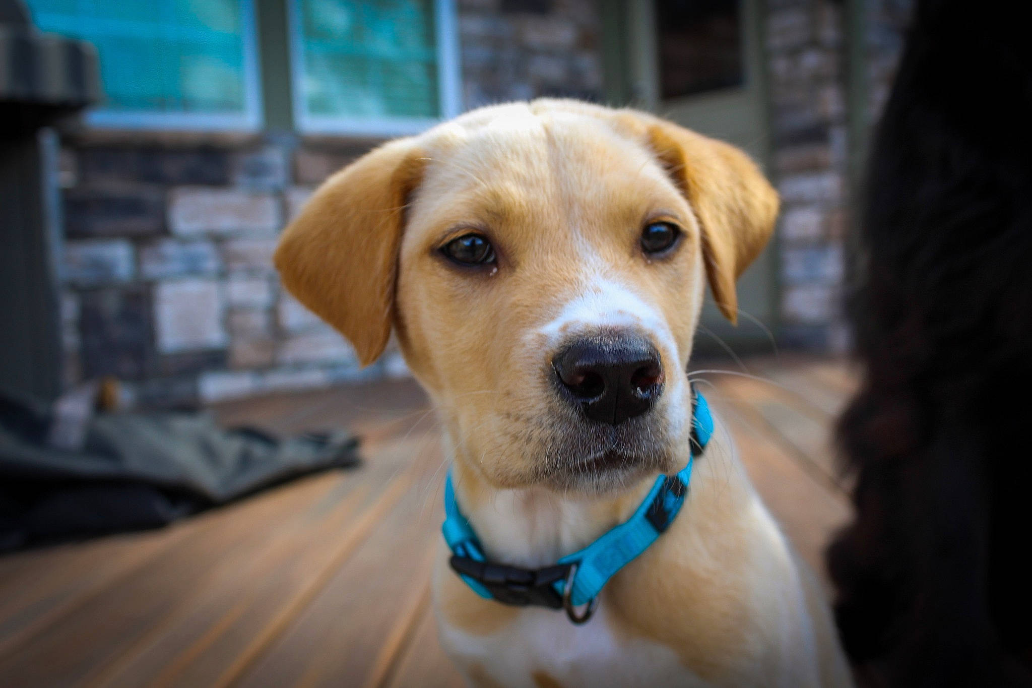 Oakley joined the competition — help win amazing prizes! beagador, canidae, carnivore, companion_dog, dog, dog_breed, eye, fawn, labrador_retriever, mammal, nose, potcake_dog, puppy, rare_breed_dog, retriever, rhodesian_ridgeback, snout, sporting_group, vertebrate, whiskers