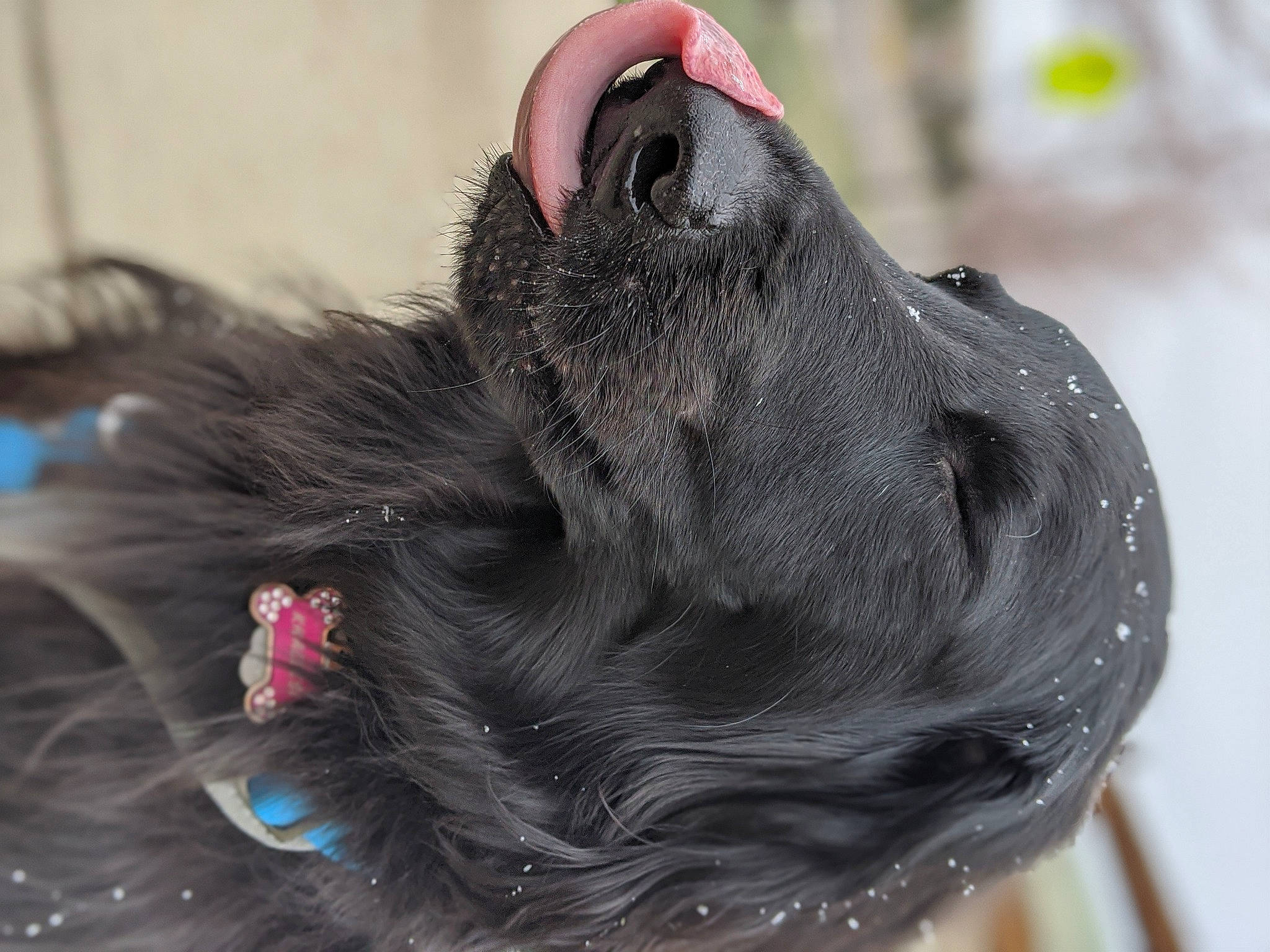 Khaleesi is registered to the contest to win money with this photo: canidae, dog_breed, ear, snout, sporting_group
