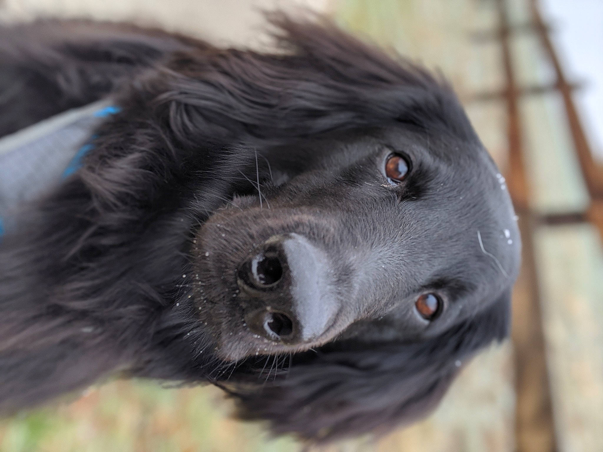 Khaleesi is registered to the contest to win money with this photo: border_collie, canidae, carnivore, companion_dog, dog, dog_breed, eye, large_munsterlander, mammal, rare_breed_dog, snout, sporting_group, stabyhoun, vertebrate