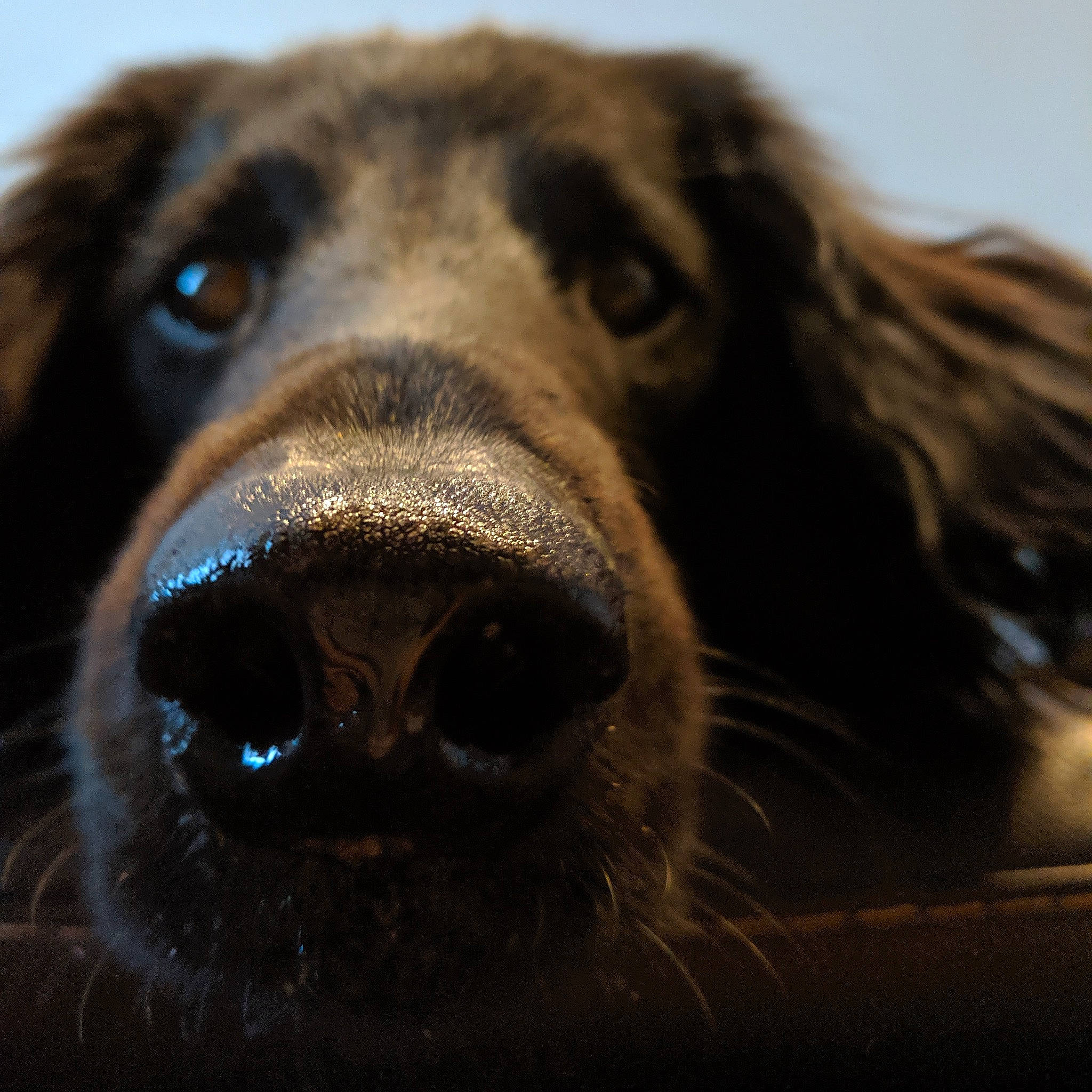 Khaleesi joined the competition — help win amazing prizes! borador, boykin_spaniel, canidae, carnivore, close_up, companion_dog, dog, dog_breed, flat_coated_retriever, fur, hovawart, mammal, nose, rare_breed_dog, retriever, snout, sporting_group, vertebrate, whiskers