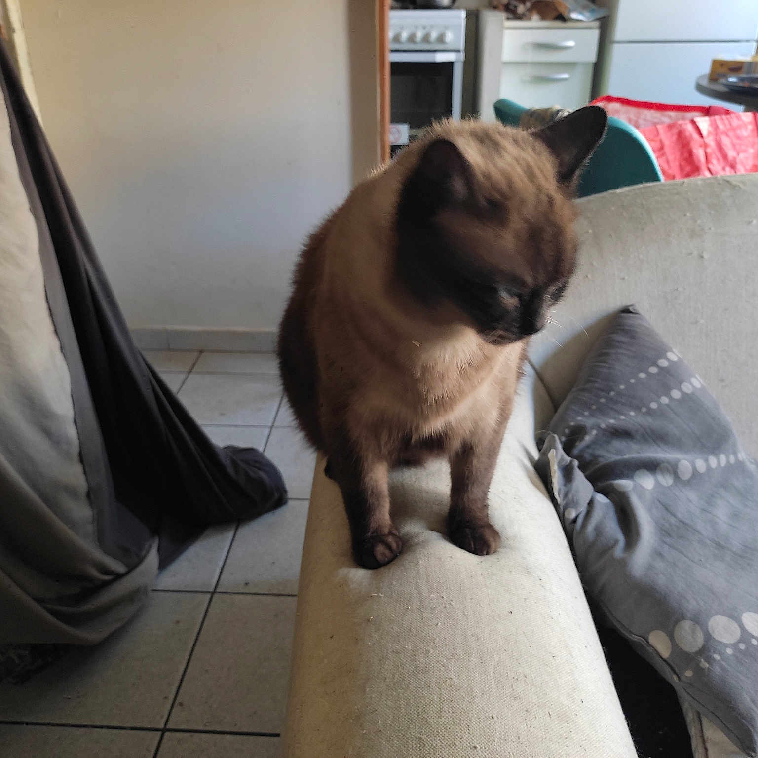 Bouboule