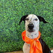 Spot is registered to the contest to win money with this photo: dog, orange_scarf, black_and_white, spotted, pet, portrait, animal, sitting, green_background, leafy_wall, fur, ears, snout, eyes, indoor, cute, fashion, accessory, canine, alert