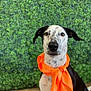 dog, orange_scarf, black_and_white, spotted, pet, portrait, animal, sitting, green_background, leafy_wall, fur, ears, snout, eyes, indoor, cute, fashion, accessory, canine, alert
