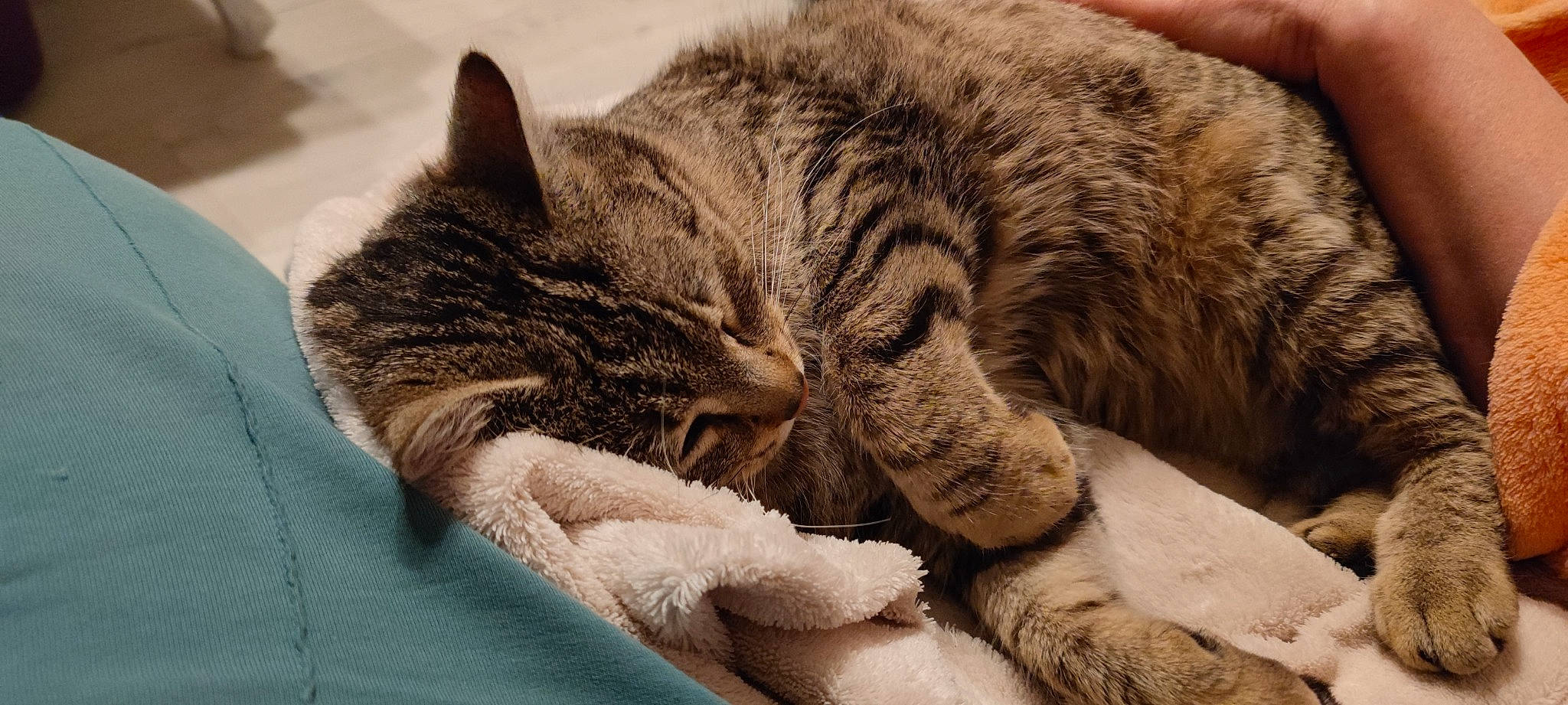 Timide participe au concours pour gagner de l'argent avec cette photo : carnivore, cat, cat_bed, claw, comfort, domestic_short_haired_cat, felidae, fur, linens, nap, paw, sleep, small_to_medium_sized_cats, snout, tail, terrestrial_animal, whiskers, wrinkle