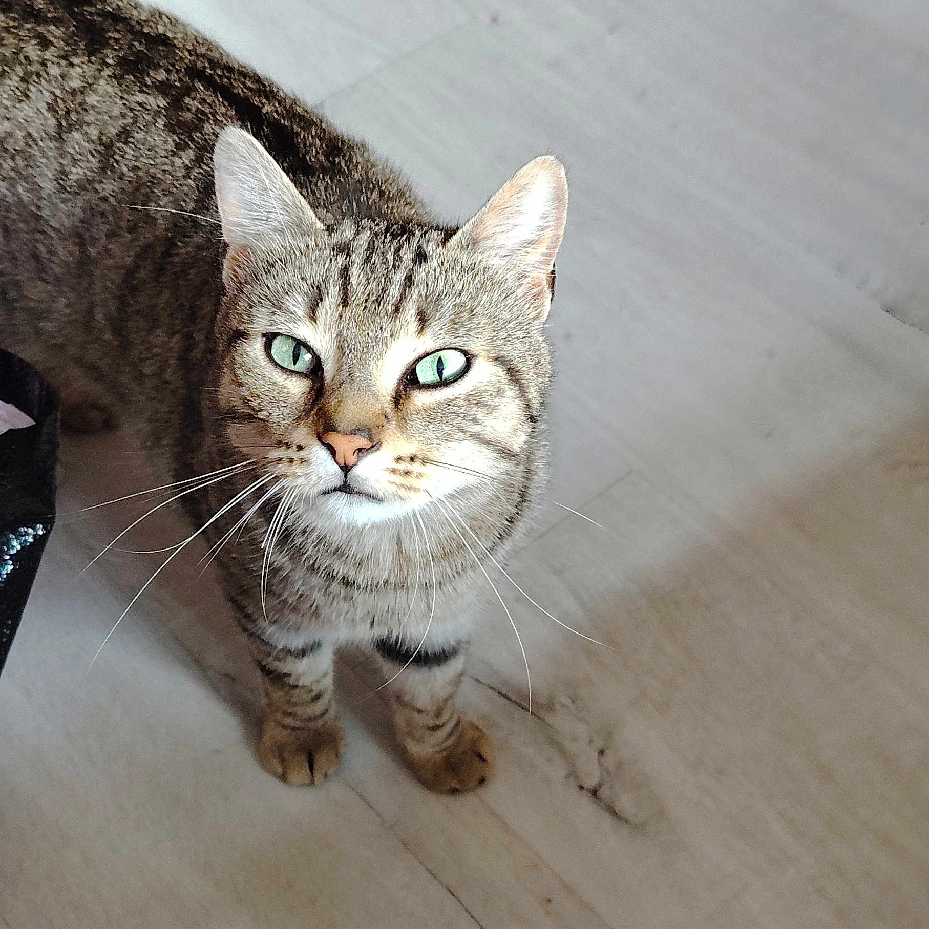 Timide participe au concours pour gagner de l'argent avec cette photo : abyssinian, animal, cat, egyptiancat, hardwood, kitten, manx, pet, wood