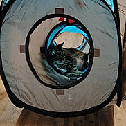 Badie a rejoint le concours — aidez-le/la à gagner de superbes lots ! cat, tabby_cat, pet, sleeping, lounging, play_tunnel, cat_toy, indoor, home, floor, wooden_floor, fabric, blue, black, gray, cozy, relaxed, portrait, playhouse, animal