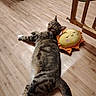 animal, cat, chair, funny_pose, furniture, hardwood_floor, home, indoors, lying_down, pet, plush_toy, relaxed, sprawled, striped_fur, stuffed_toy, sun_toy, tabby_cat, table, tail, wood_floor