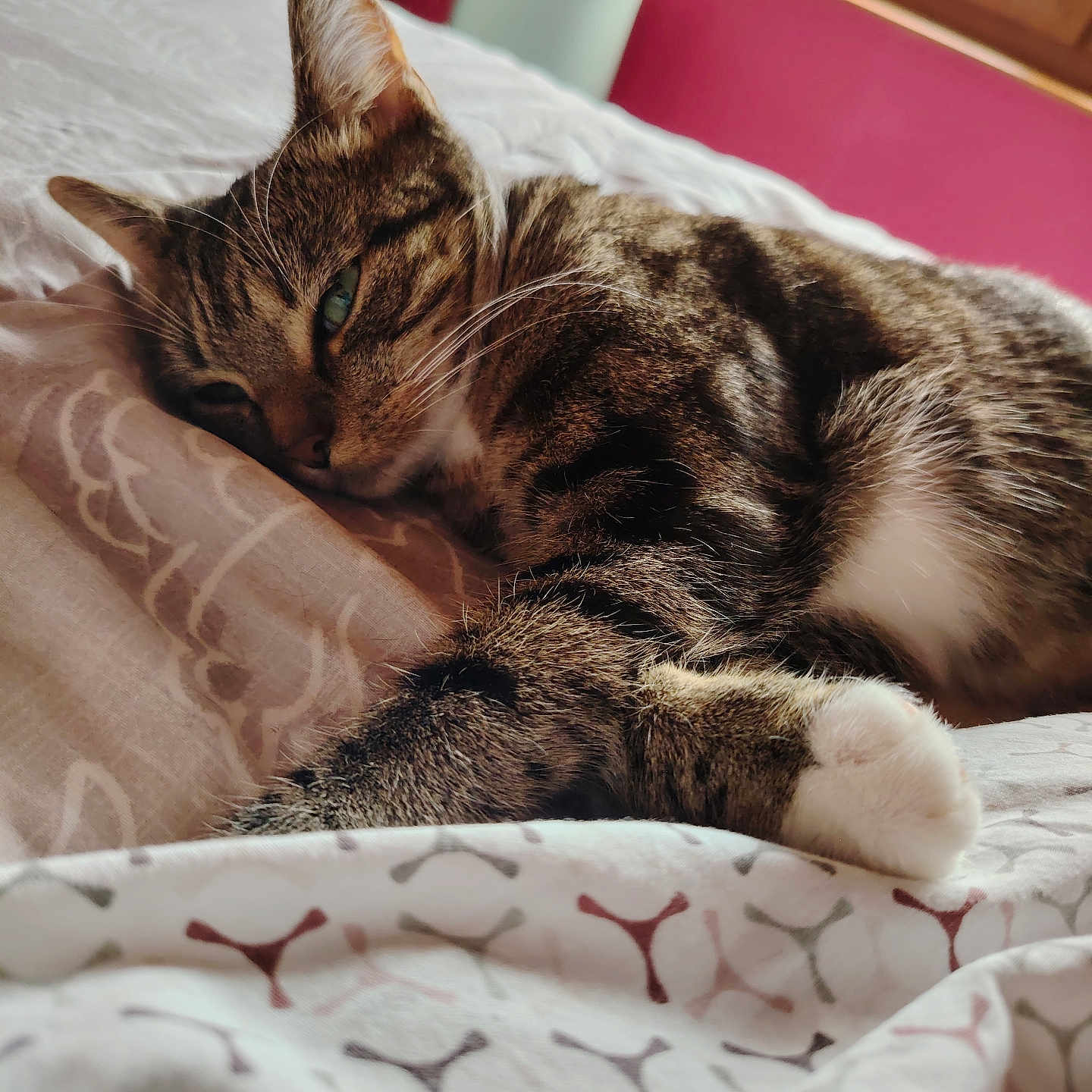Badie a rejoint le concours — aidez-le/la à gagner de superbes lots ! cat, tabby_cat, sleeping, relaxed, bed, bedroom, blanket, pillow, paw, whiskers, fur, striped, brown, white, indoor, cozy, resting, portrait, window, home