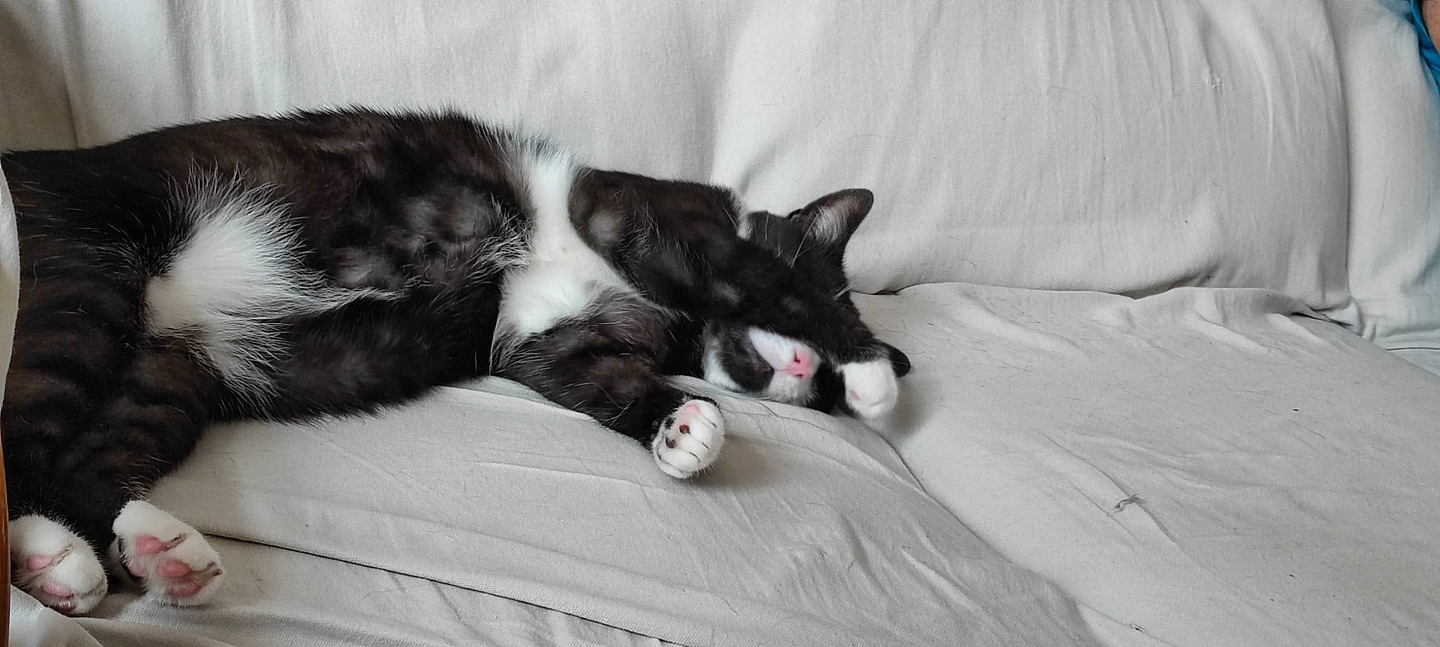 Sloky a rejoint le concours — aidez-le/la à gagner de superbes lots ! bedding, black_cat, canidae, carnivore, cat, claw, comfort, dog_breed, domestic_short_haired_cat, felidae, fur, grey, human_leg, linens, nap, paw, room, small_to_medium_sized_cats, tail, whiskers