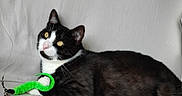 Sloky a rejoint le concours — aidez-le/la à gagner de superbes lots ! abyssinian, accessories, animal, ball, blackcat, brush, cat, chair, collar, couch, device, furniture, kitten, leash, manx, pet, sport, strap, tool, toy