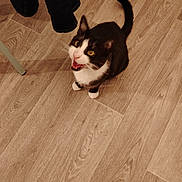 Sloky a rejoint le concours — aidez-le/la à gagner de superbes lots ! animal, black_and_white, cat, clothing, curled_tail, feline, floor, furniture, golden_eyes, home, indoors, looking_up, open_mouth, paws, pet, portrait, sitting, tuxedo_cat, whiskers, wooden_floor