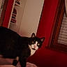 Sloky participe au concours pour gagner de l'argent avec cette photo : animal, bed, bedding, bedroom, black_and_white_cat, blanket, cat, clothing, cozy, curtains, domestic_animal, glowing_eyes, indoors, nighttime, open_wardrobe, pet, portrait, red_wall, standing, window