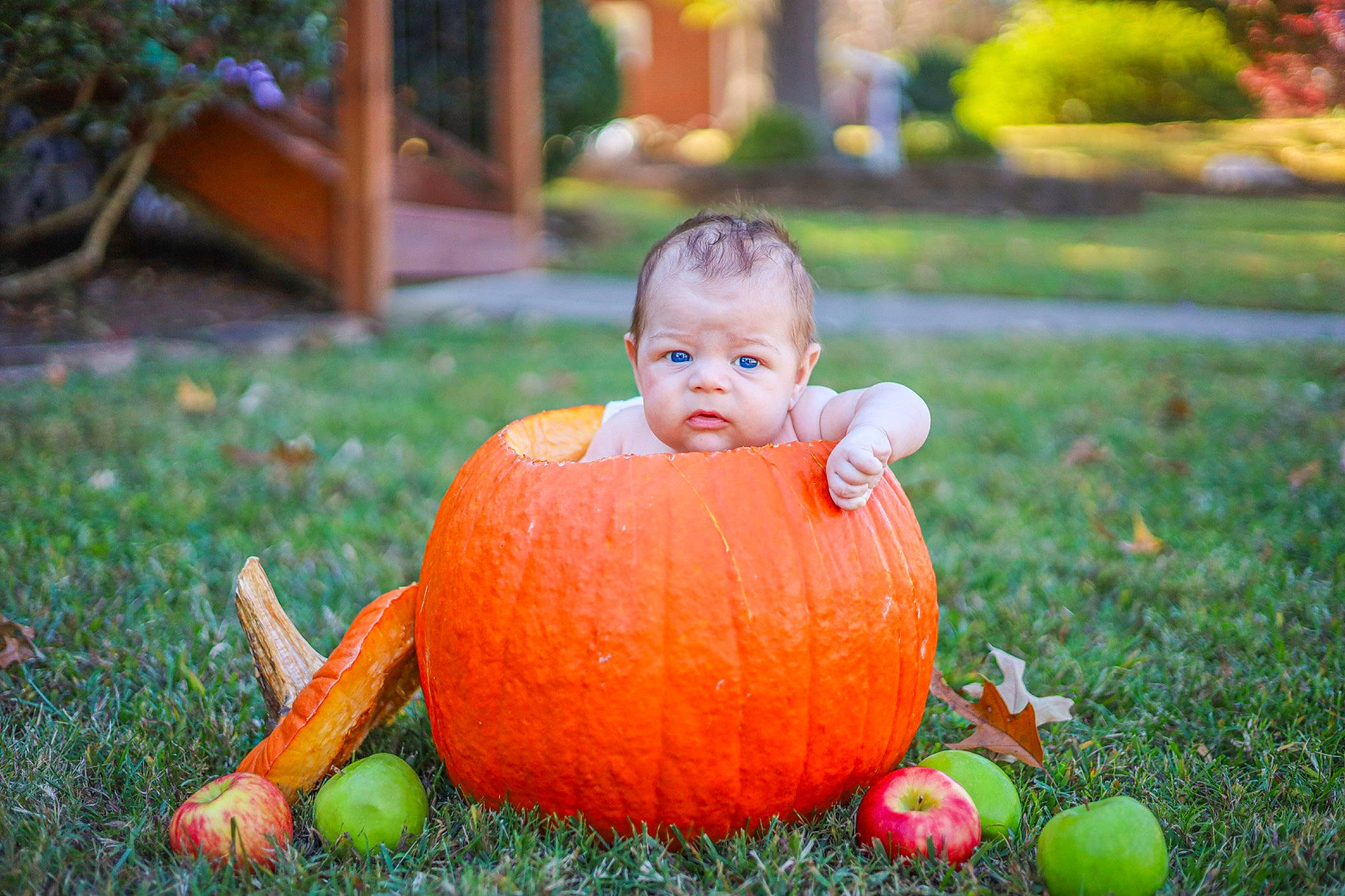 Colsen is registered to the contest to win money with this photo: calabaza, face, gourd, grass, happy, lawn, leaf, leisure, morning, natural_foods, orange, people_in_nature, person, plant, pumpkin, squash, toddler, tree, vegetable, winter_squash