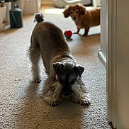 Phoebe a rejoint le concours — aidez-le/la à gagner de superbes lots ! animal, ball, brown_dog, canine, carpet, cozy, curious, dog, dog_bed, floor, furniture, home, indoor, light, pet, playful, shadow, small_dog, toy, two_dogs