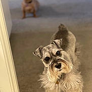 Daisy is registered to the contest to win money with this photo: animal, beard, blurred_background, canine, carpet, companion, curious, dog, domestic, doorway, ears, floor, fur, home, indoor, pet, schnauzer, small_dog, two_dogs, waiting