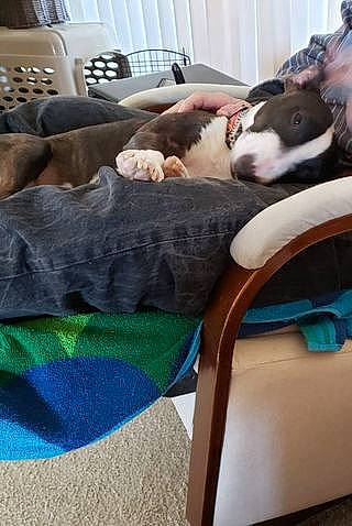 Baby joined the competition — help win amazing prizes! carnivore, comfort, companion_dog, couch, dog, dog_breed, fawn, felidae, flooring, hardwood, human_leg, interior_design, leisure, linens, living_room, room, small_to_medium_sized_cats, thigh, wood, working_animal