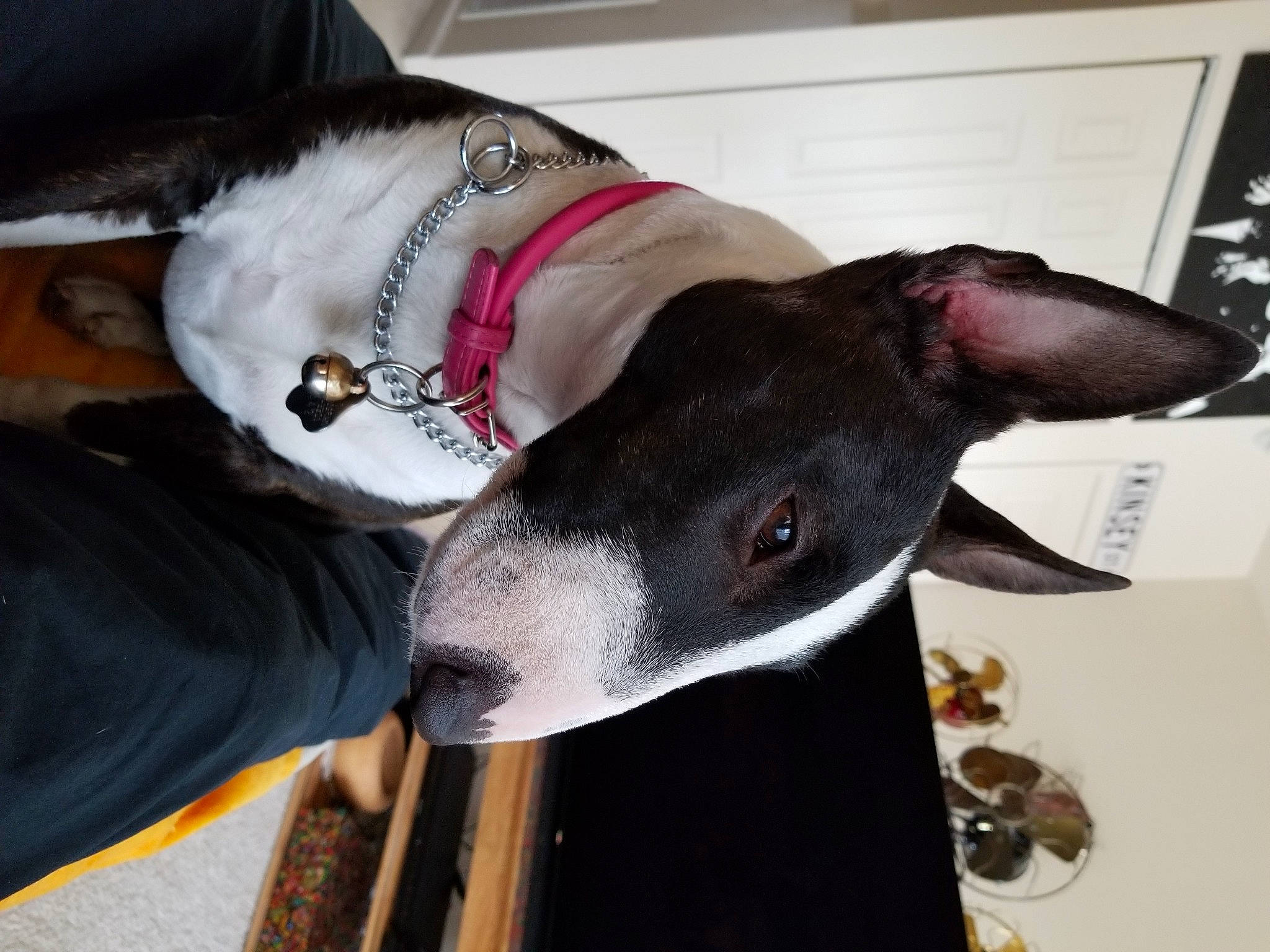 Baby is registered to the contest to win money with this photo: bull_terrier, canidae, carnivore, collar, companion_dog, dog, dog_breed, dog_collar, fashion_accessory, fawn, jaw, liver, magyar_agar, pet_supply, rampur_greyhound, sighthound, snout, sporting_group, whiskers, working_animal