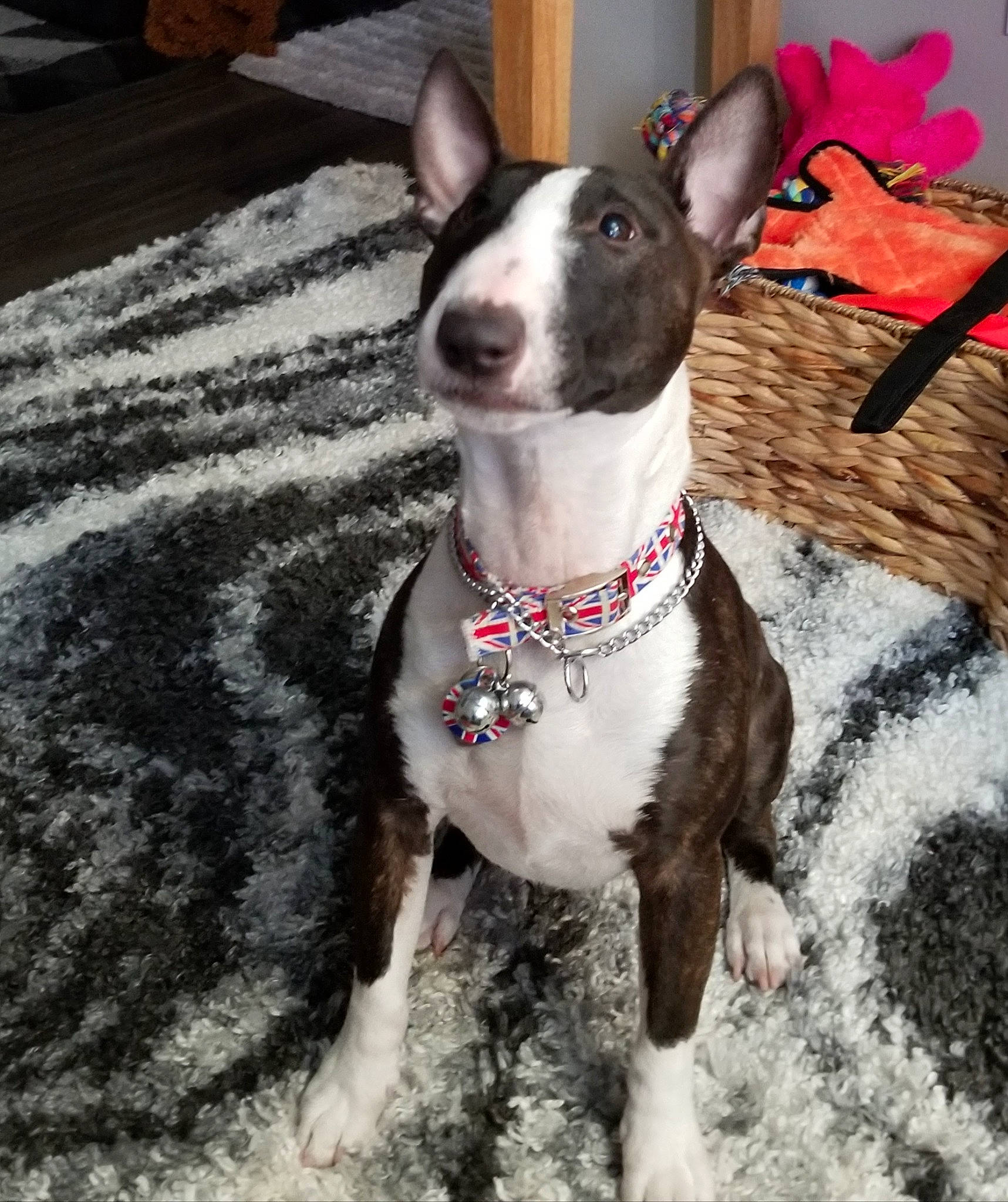 Baby joined the competition — help win amazing prizes! canidae, carnivore, collar, companion_dog, dog, dog_breed, dog_collar, dog_supply, fashion_accessory, fawn, fur, leash, metal, non_sporting_group, pet_supply, snout, sporting_group, whiskers, window, working_animal