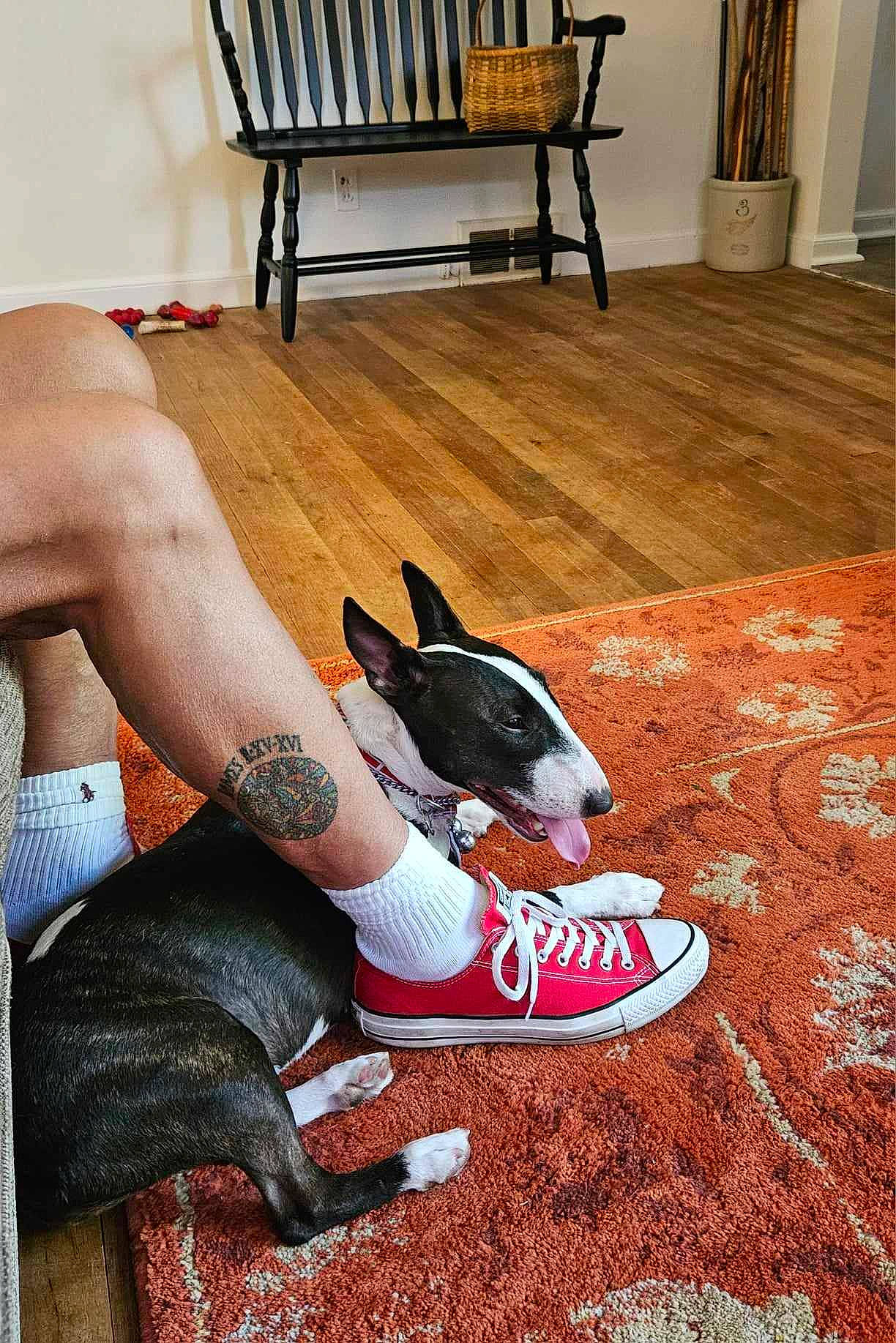 Baby joined the competition — help win amazing prizes! ball, calf, carnivore, comfort, companion_dog, dog, dog_breed, fawn, floor, flooring, foot, hardwood, human_body, knee, leg, shoe, sneakers, snout, thigh, wood