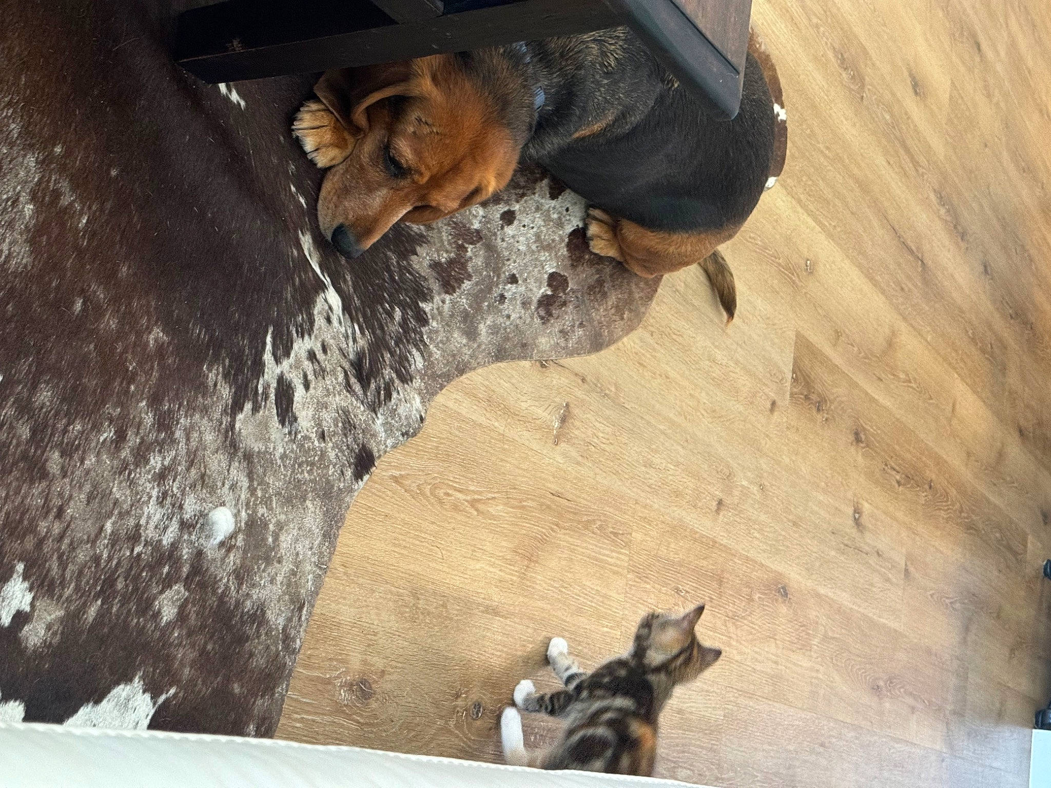 Poppy is registered to the contest to win money with this photo: brown, canidae, carnivore, companion_dog, dog, dog_breed, domestic_short_haired_cat, fawn, floor, flooring, fur, hardwood, paw, snout, soil, sporting_group, tail, wood, wood_flooring, working_animal