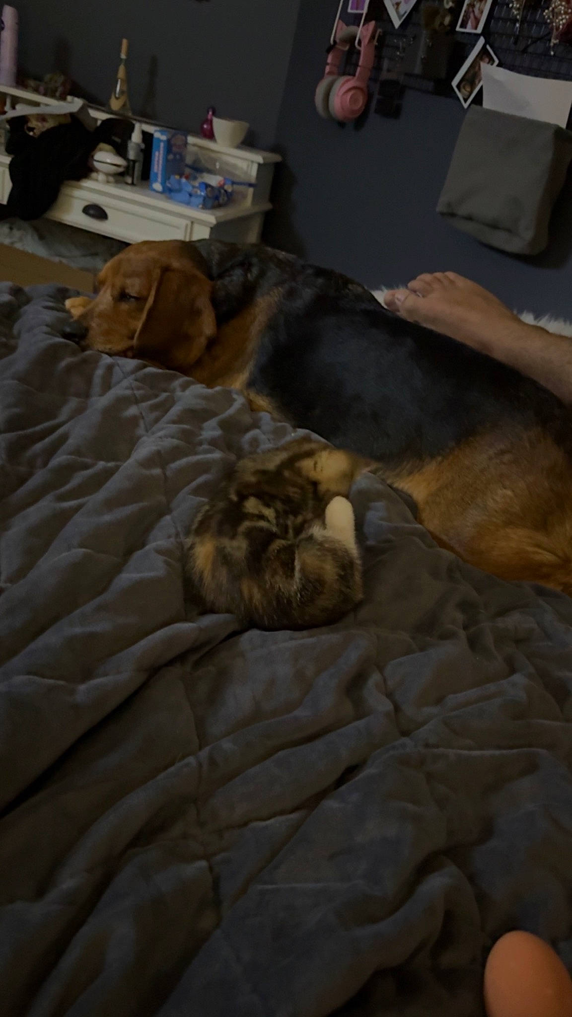 Poppy is registered to the contest to win money with this photo: bed_sheet, bedding, bedroom, canidae, cat, comfort, duvet, fawn, felidae, flooring, fur, hardwood, linens, rock, room, small_to_medium_sized_cats, sporting_group, textile, whiskers, wood