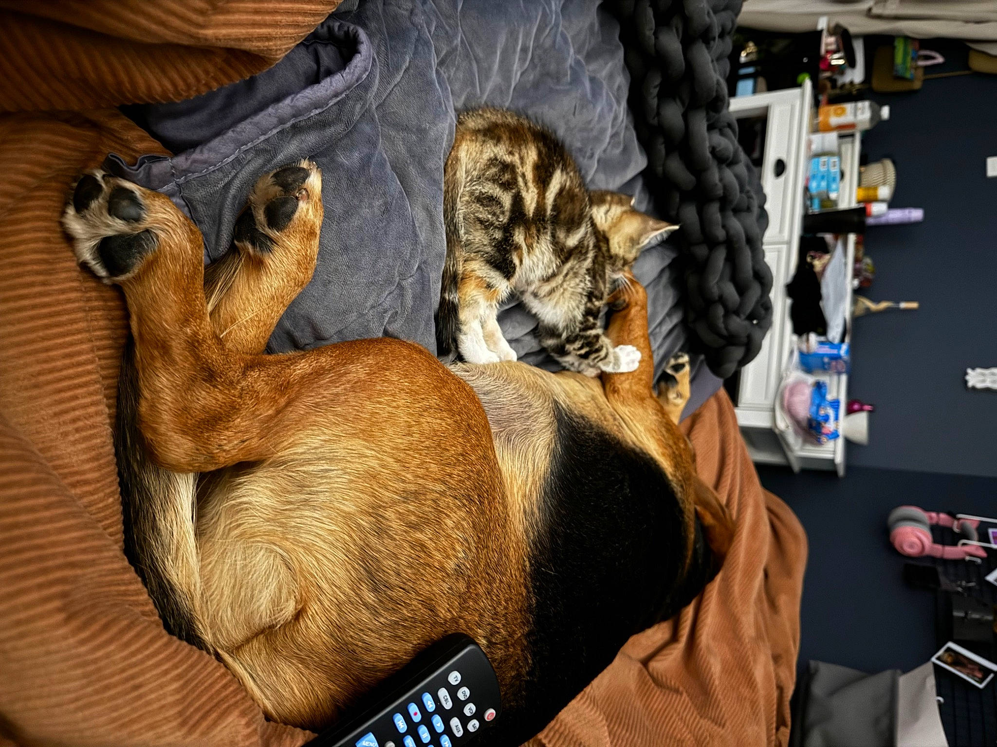 Poppy joined the competition — help win amazing prizes! bag, canidae, carnivore, cat, comfort, companion_dog, dog_breed, domestic_short_haired_cat, fawn, felidae, fur, human_leg, luggage_and_bags, paw, room, small_to_medium_sized_cats, sporting_group, tail, whiskers, wood