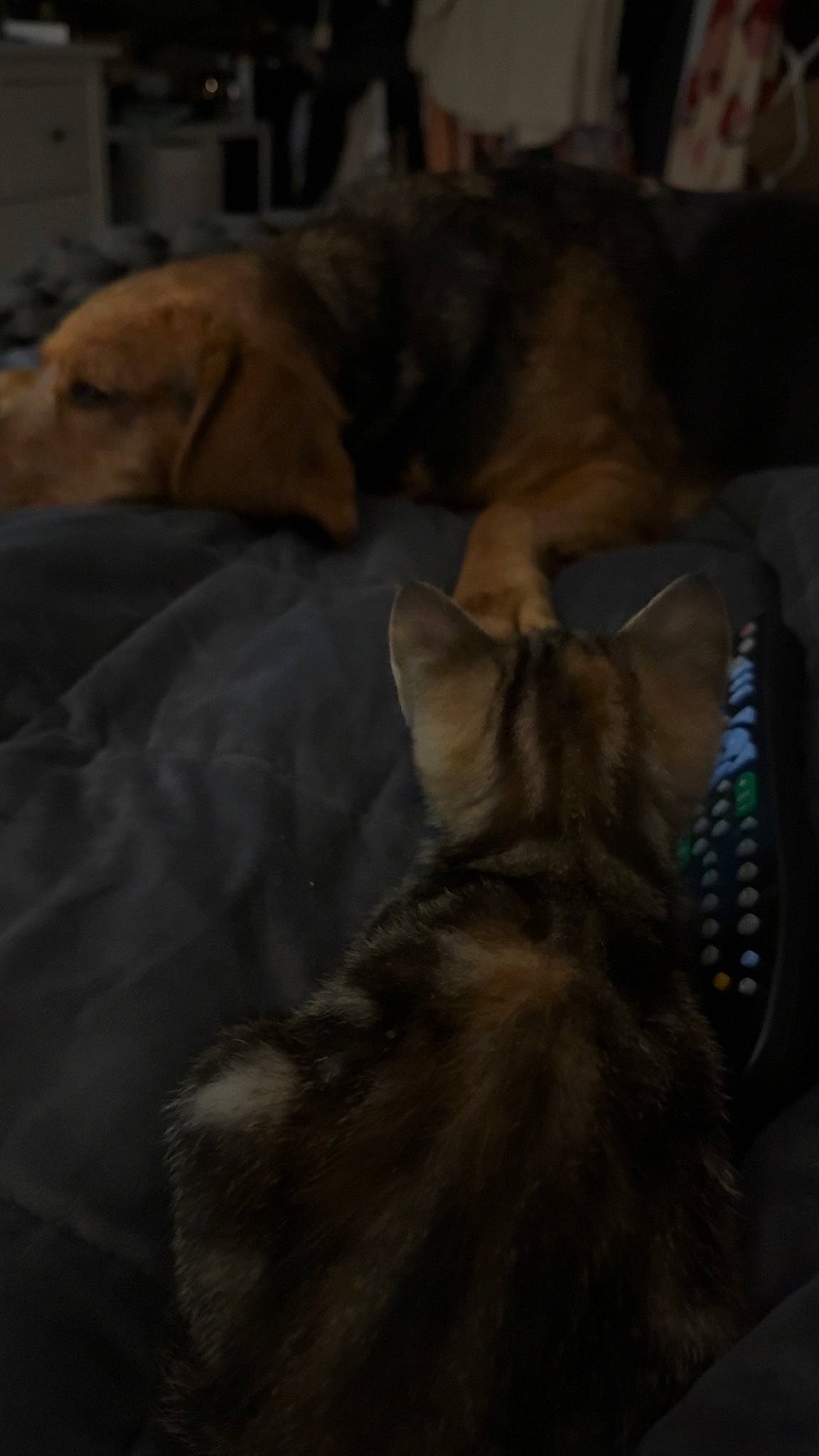 Poppy is registered to the contest to win money with this photo: brown, carnivore, comfort, companion_dog, dog, dog_breed, fawn, felidae, fur, grey, guard_dog, hardwood, linens, nap, sporting_group, tail, terrestrial_animal, whiskers, wood, wrinkle