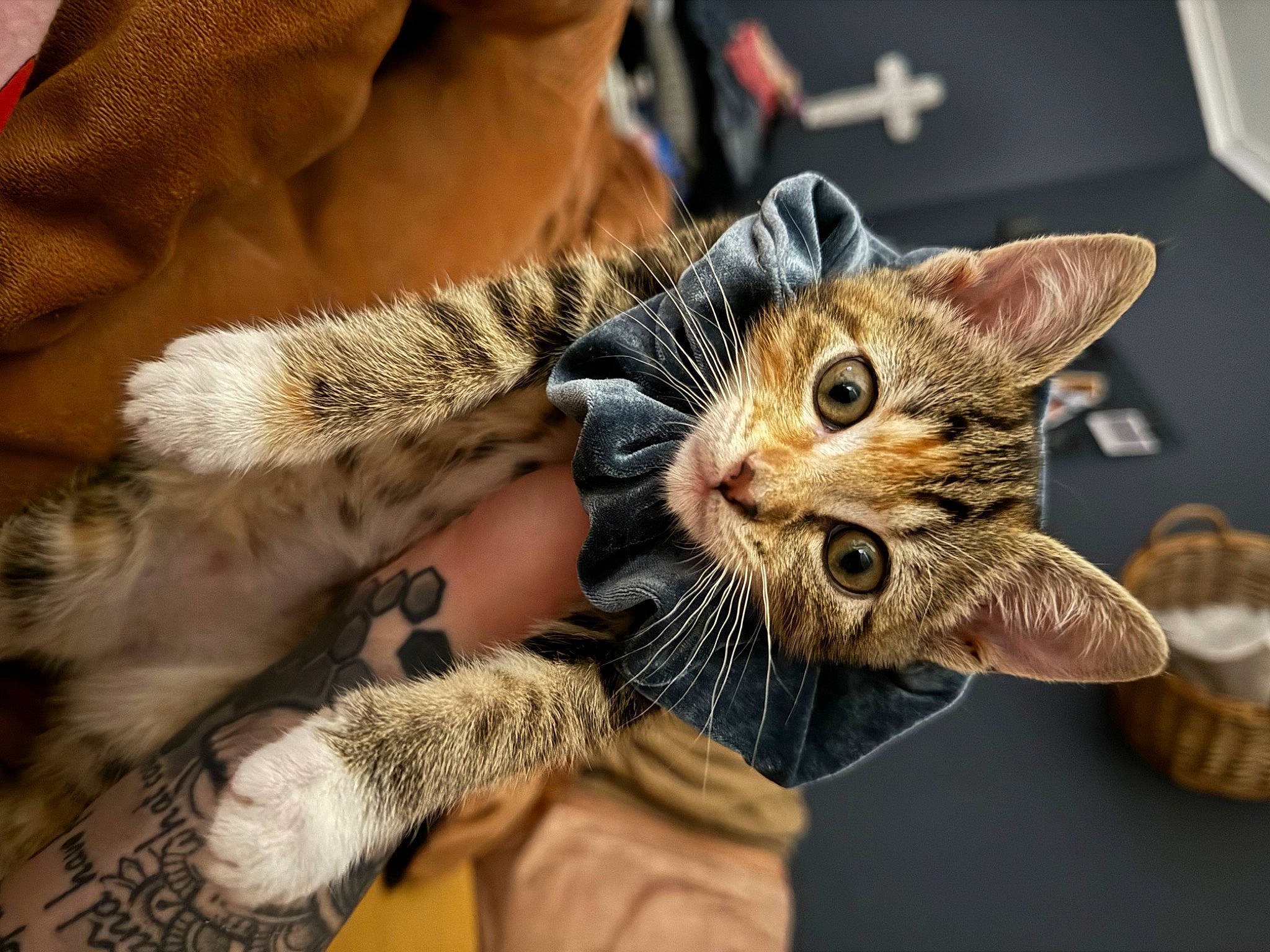 Parsnip is registered to the contest to win money with this photo: carnivore, cat, claw, comfort, domestic_short_haired_cat, ear, eyelash, fawn, felidae, fur, gesture, hand, nail, paw, small_to_medium_sized_cats, snout, tail, tree, whiskers, wildlife