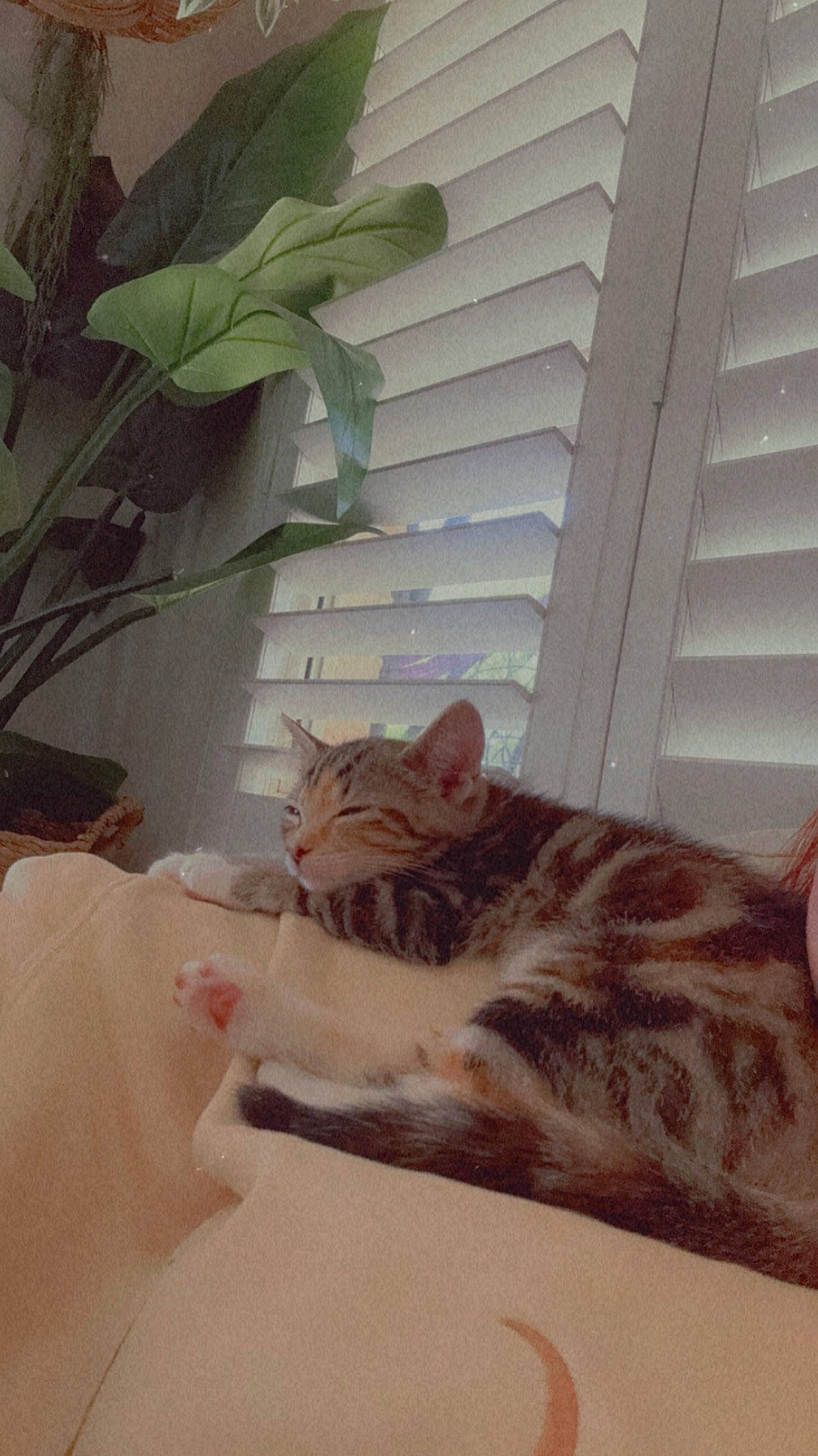 Parsnip joined the competition — help win amazing prizes! bed, carnivore, cat, comfort, domestic_short_haired_cat, fawn, felidae, flooring, fur, houseplant, linens, paw, plant, room, small_to_medium_sized_cats, tail, whiskers, window, window_blind, wood