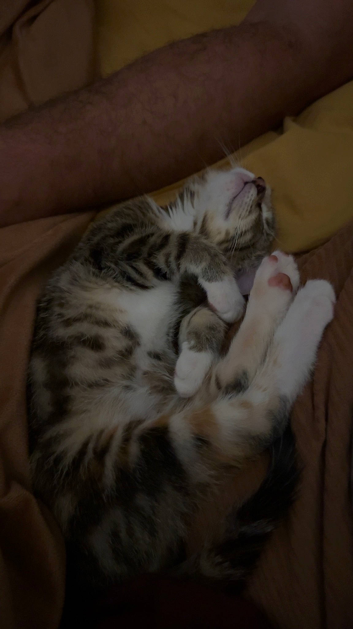 Parsnip joined the competition — help win amazing prizes! carnivore, cat, claw, comfort, domestic_short_haired_cat, felidae, fur, hardwood, paw, small_to_medium_sized_cats, tail, whiskers, wood