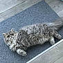 broom, cat, curious_eyes, cute, domestic_animal, ears, feline, floor, fluffy, gray_cat, home, indoor, laying_down, long_hair, pet, relaxed, rug, tail, whiskers, wooden_floor