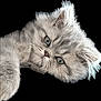 Asko a rejoint le concours — aidez-le/la à gagner de superbes lots ! adorable, animal, black_background, cat, close_up, cute, domestic_cat, ears, feline, fluffy, fur, gray, isolated, kitten, pet, playful, portrait, soft, whiskers, young
