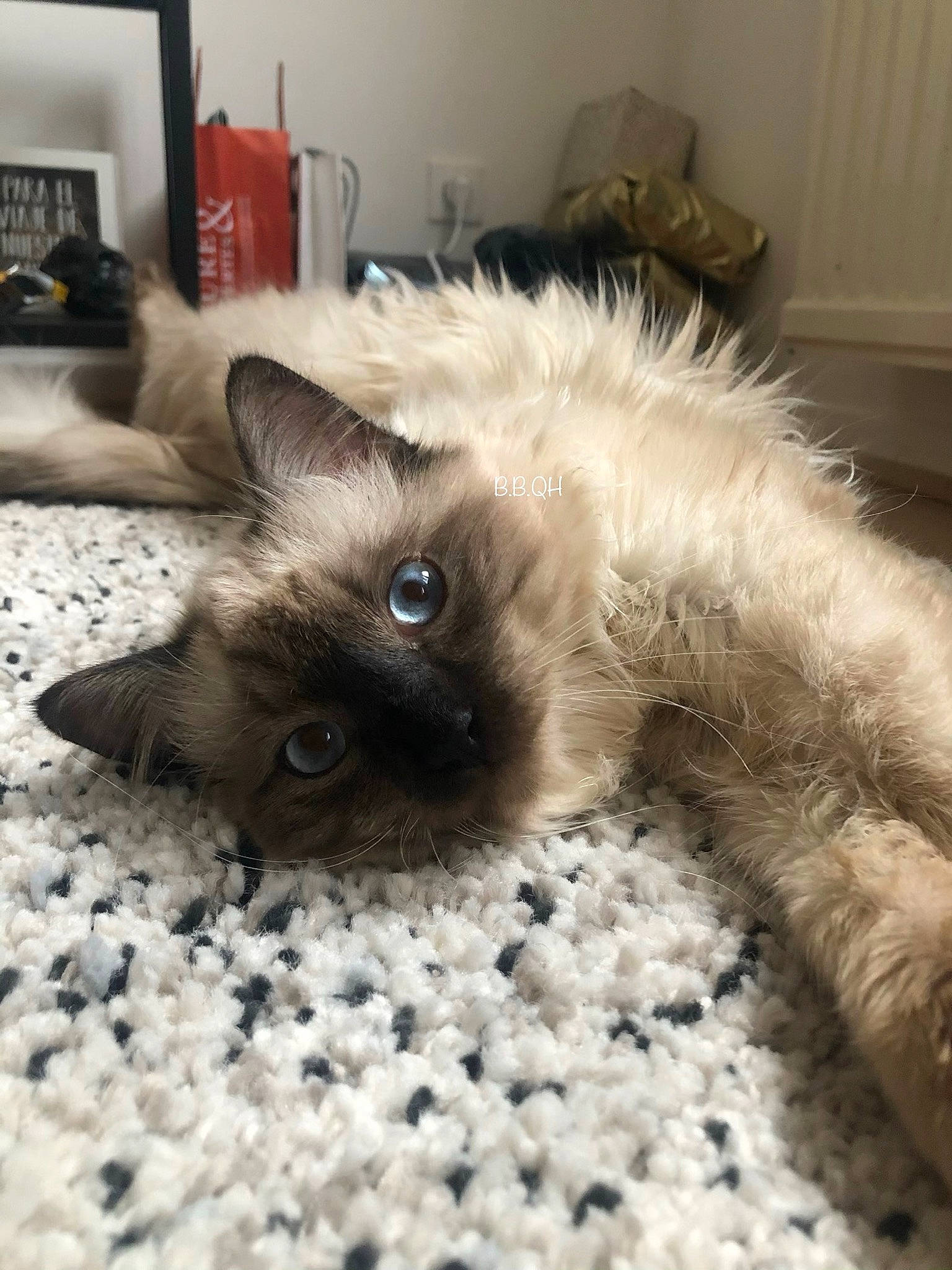 Pearly participe au concours pour gagner de l'argent avec cette photo : balinese, birman, carnivore, cat, domestic_long_haired_cat, eye, felidae, fur, himalayan, kitten, mammal, ojos_azules, ragamuffin, ragdoll, siamese, small_to_medium_sized_cats, snowshoe, thai, tonkinese, whiskers