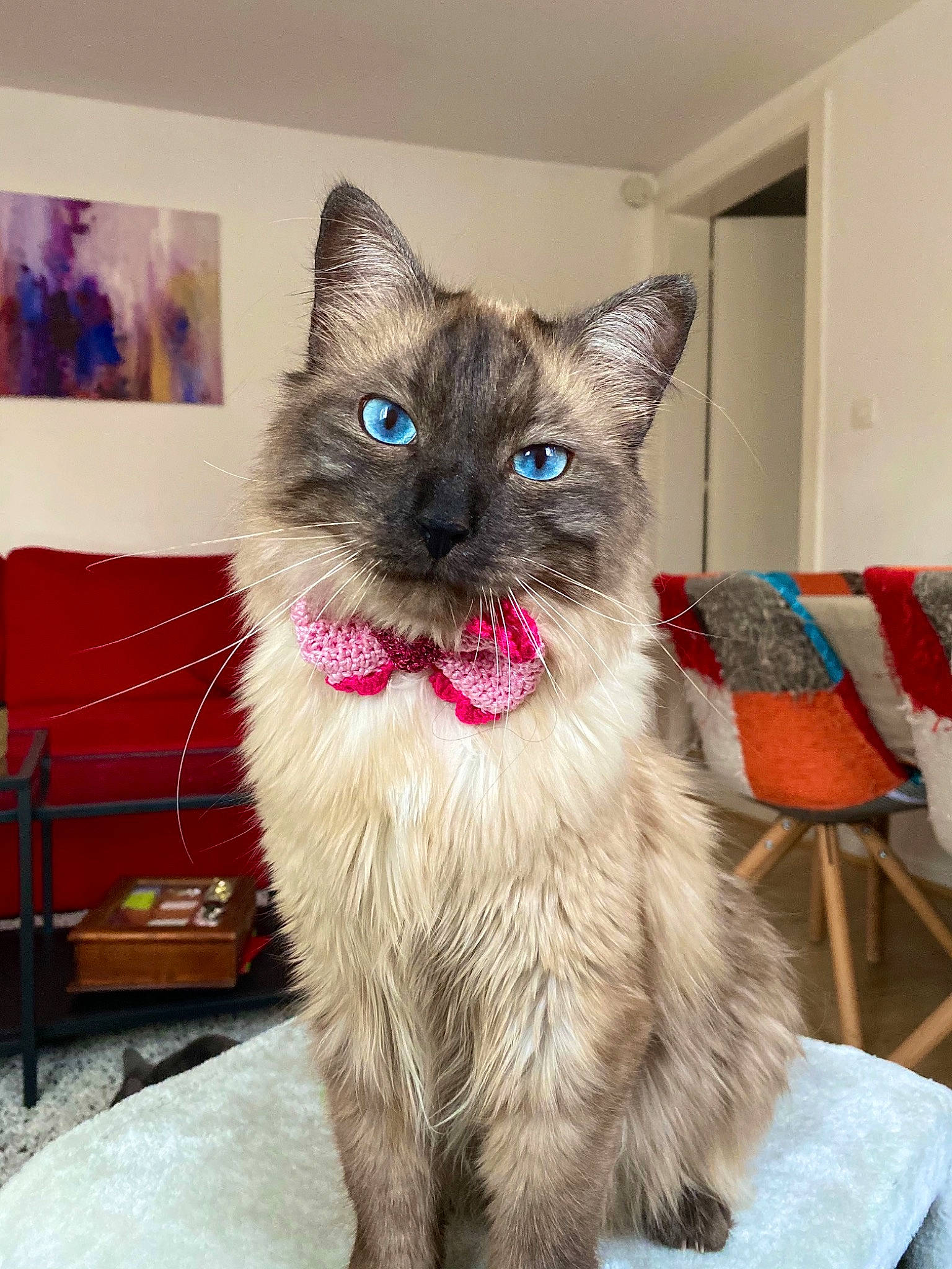 Pearly Et Raichu a rejoint le concours — aidez-le/la à gagner de superbes lots ! box, british_longhair, carnivore, cat, cat_supply, chartreux, claw, comfort, couch, domestic_short_haired_cat, fawn, felidae, flooring, fur, paw, sitting, small_to_medium_sized_cats, snout, tail, whiskers